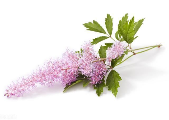 园艺新宠，唯美落新妇，让你的花园更像远方