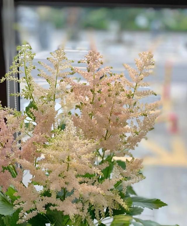 园艺新宠，唯美落新妇，让你的花园更像远方