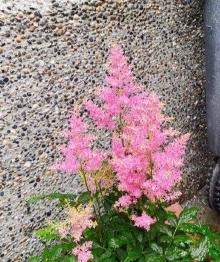 园艺新宠，唯美落新妇，让你的花园更像远方
