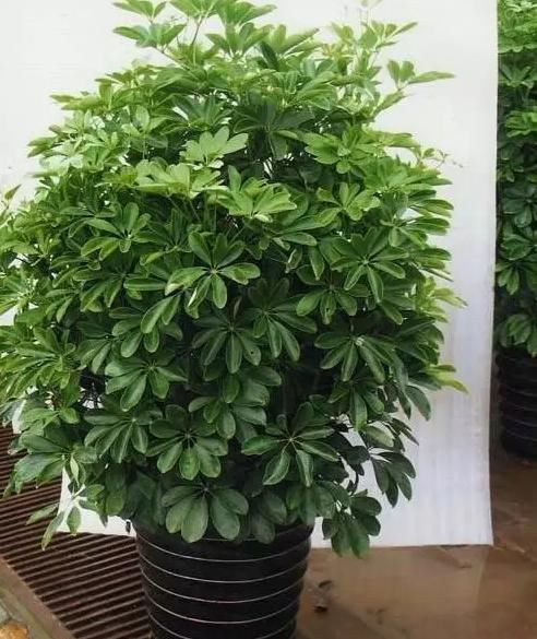 13种常见植物的养护技巧，老花友们总结的！再也不怕养花养死了！