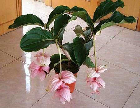 一种花神似宝莲灯，开花雍容华贵，样子大气非常气派