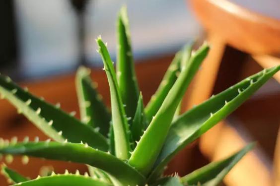 13种常见植物的养护技巧，老花友们总结的！再也不怕养花养死了！