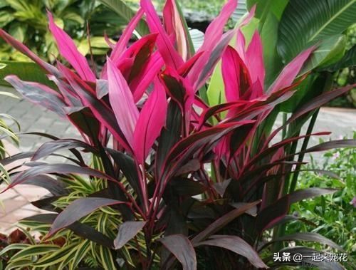 4种喜阴花，家里光照不好也能养，叶子比花还漂亮，是盆栽佳品