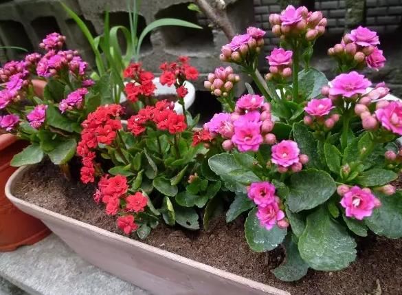 13种常见植物的养护技巧，老花友们总结的！再也不怕养花养死了！