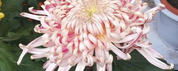 如何养菊花又矮又壮