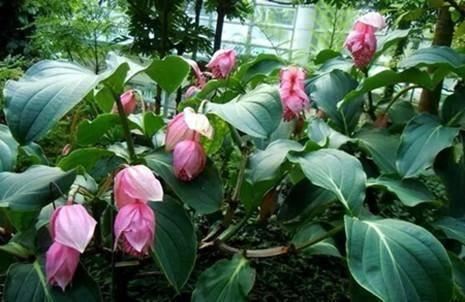 一种花神似宝莲灯，开花雍容华贵，样子大气非常气派