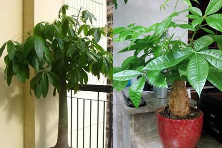 发财树春天施肥方法，叶绿根肥，不怕发黄