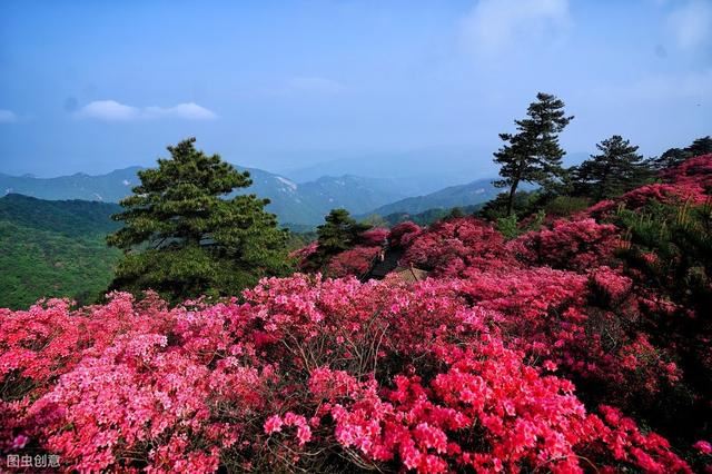 杜鹃花叶子发黄 ，掉落怎么办？结合五大养护指南 ，叶子不再黄