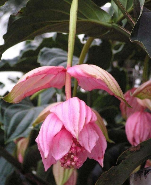 一种花神似宝莲灯，开花雍容华贵，样子大气非常气派