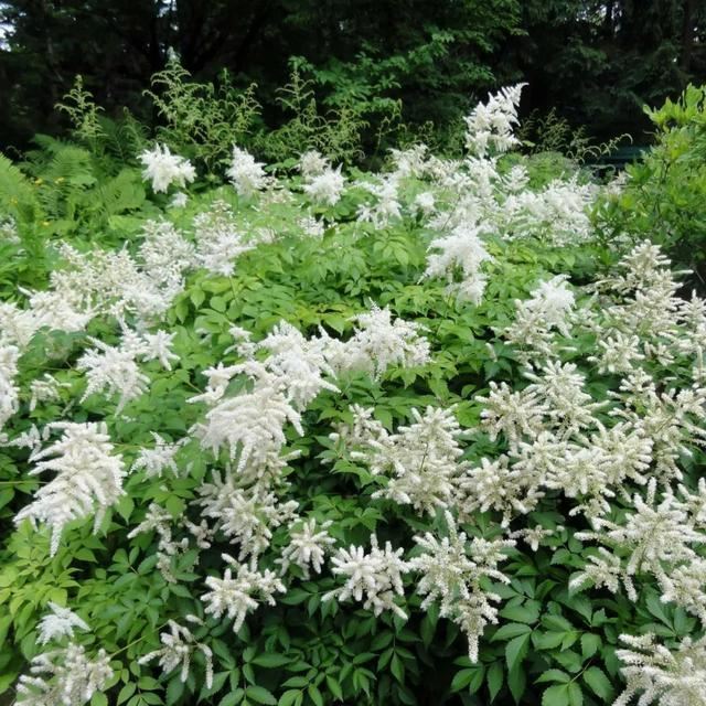 园艺新宠，唯美落新妇，让你的花园更像远方
