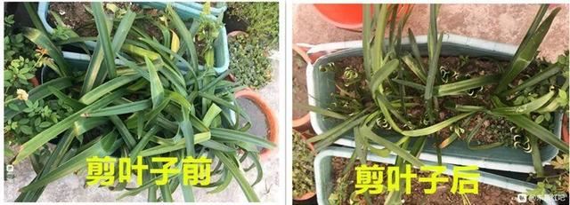 叶子唰啦全剪了，竟然冒出满盆花苞，神奇