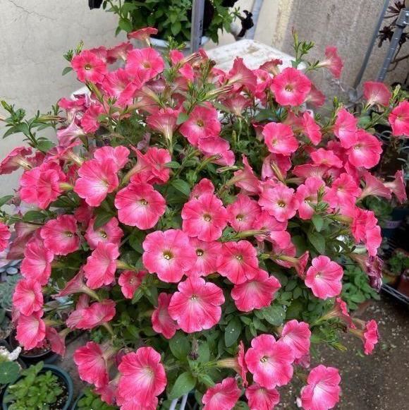 5种漂亮花，开花就是“花球”，开完赶快剪，很快再“猛爆发”