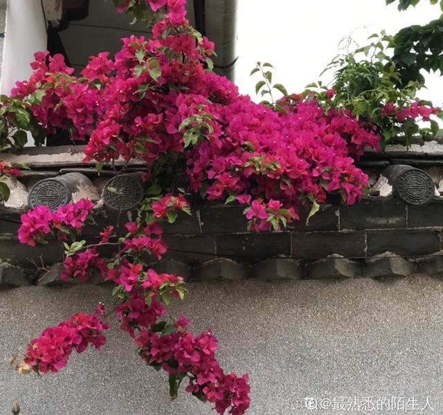 叶子唰啦全剪了，竟然冒出满盆花苞，神奇