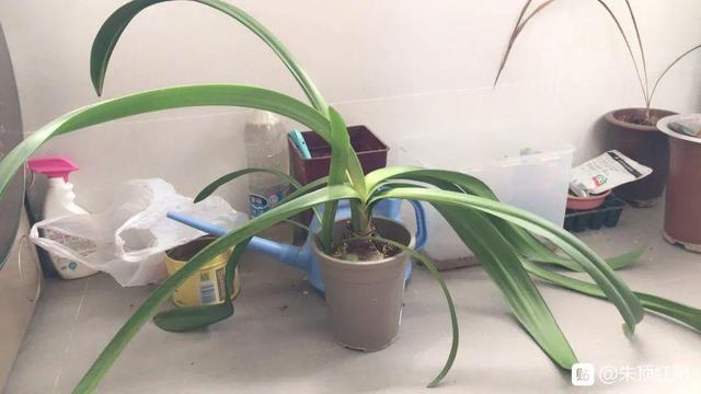 叶子唰啦全剪了，竟然冒出满盆花苞，神奇