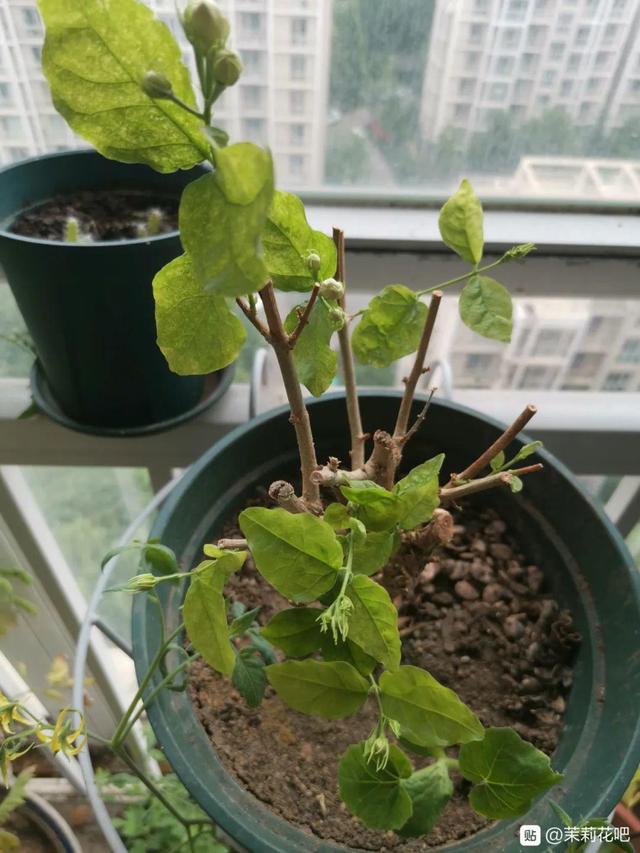 叶子唰啦全剪了，竟然冒出满盆花苞，神奇