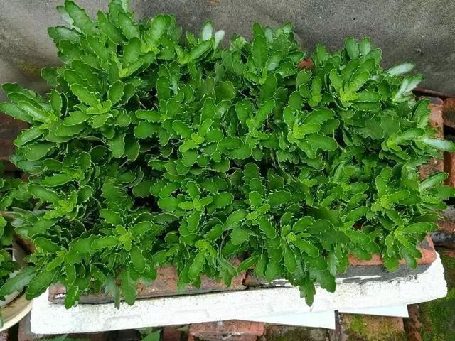5种漂亮花，开花就是“花球”，开完赶快剪，很快再“猛爆发”