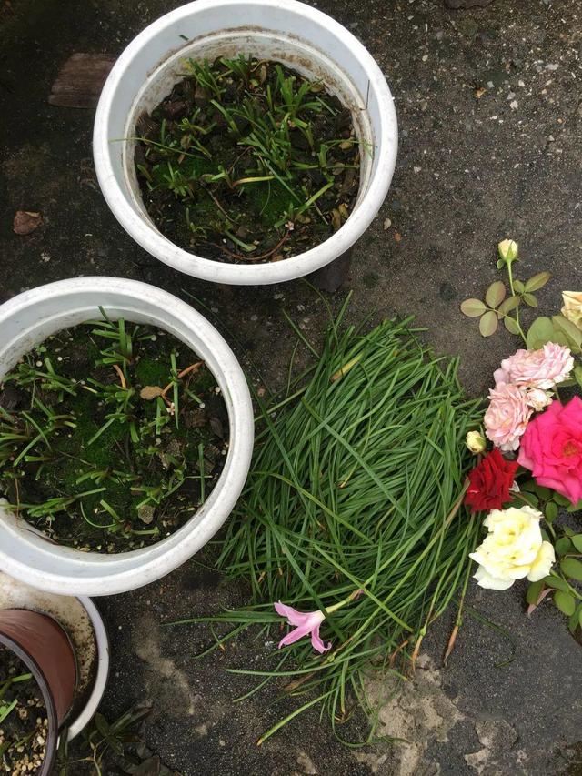 叶子唰啦全剪了，竟然冒出满盆花苞，神奇