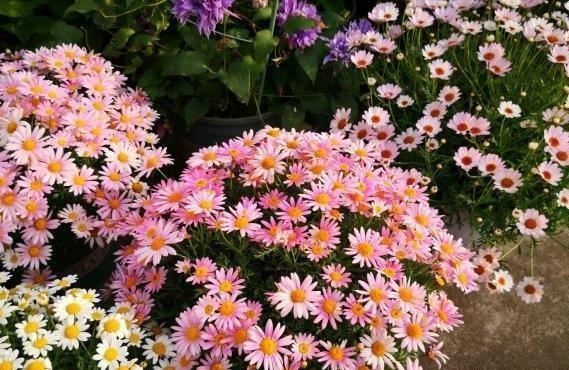 5种漂亮花，开花就是“花球”，开完赶快剪，很快再“猛爆发”