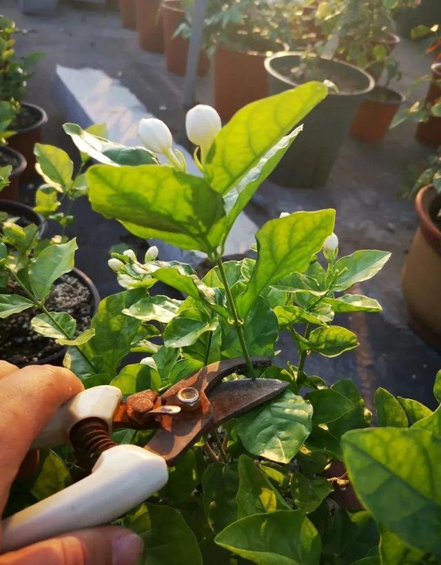 叶子唰啦全剪了，竟然冒出满盆花苞，神奇