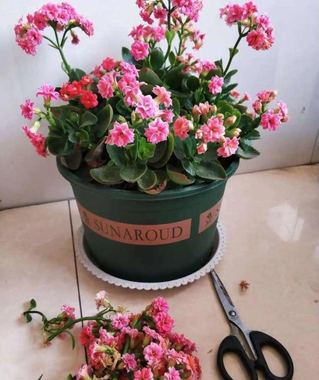 5种漂亮花，开花就是“花球”，开完赶快剪，很快再“猛爆发”