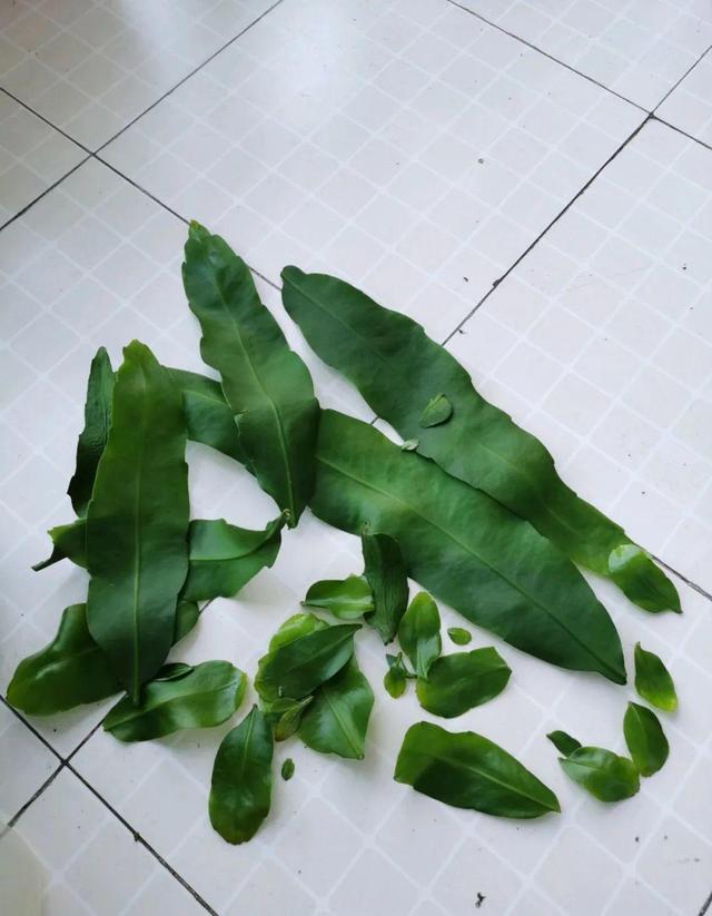 叶子唰啦全剪了，竟然冒出满盆花苞，神奇