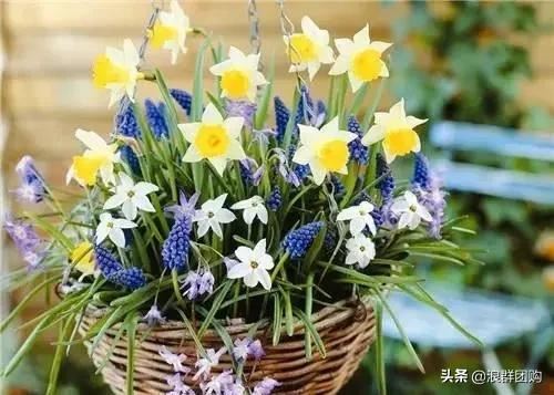 迷你花境，新手在家盆栽也能种出来