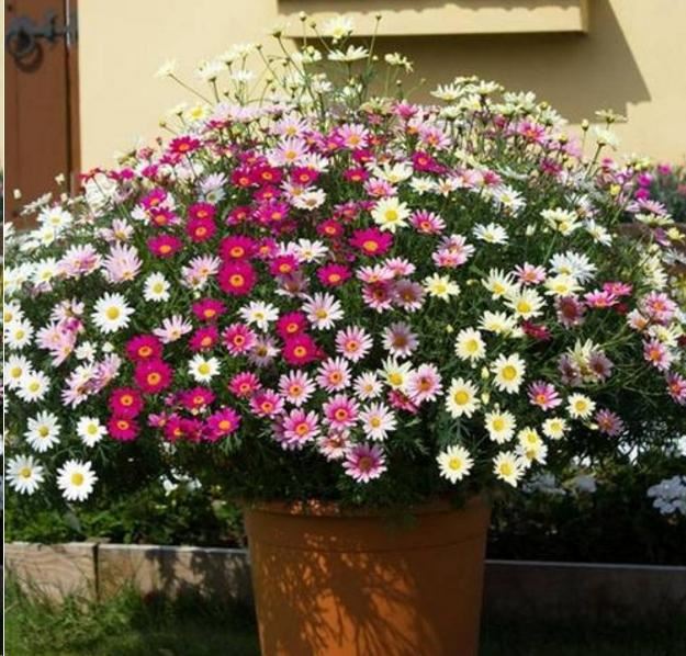 5种漂亮花，开花就是“花球”，开完赶快剪，很快再“猛爆发”