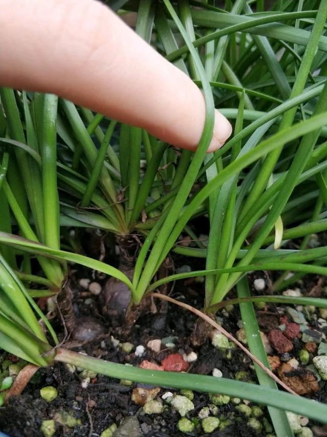 叶子唰啦全剪了，竟然冒出满盆花苞，神奇