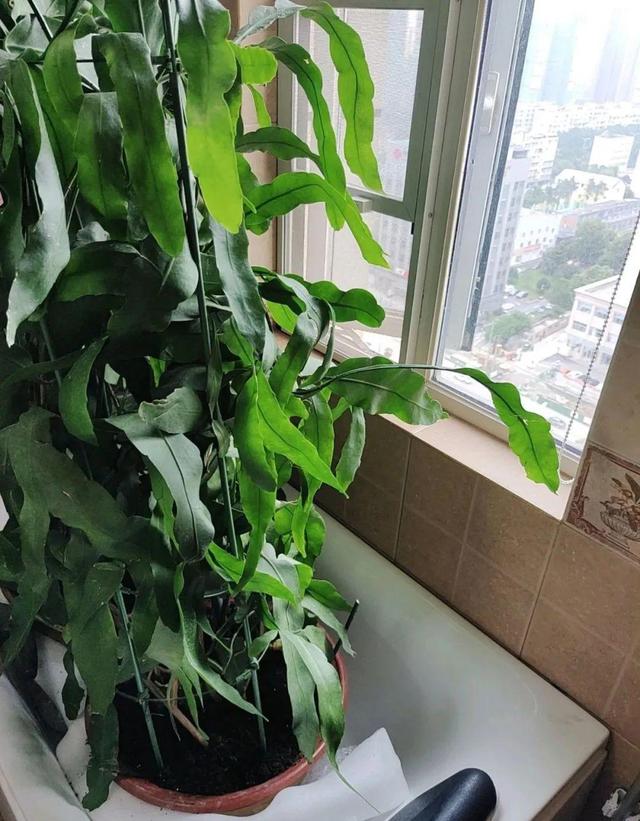 叶子唰啦全剪了，竟然冒出满盆花苞，神奇