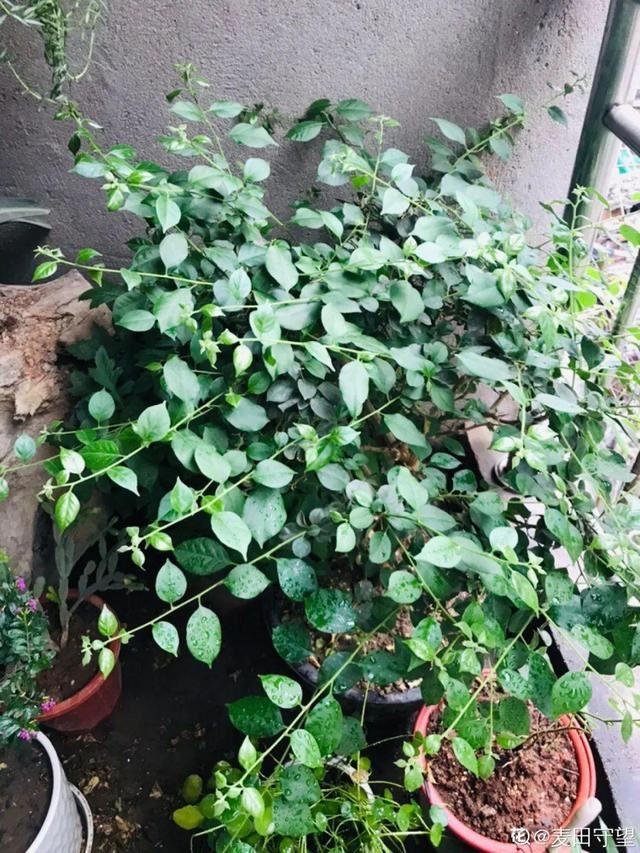 叶子唰啦全剪了，竟然冒出满盆花苞，神奇