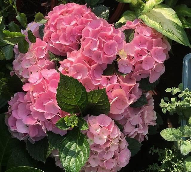 5种漂亮花，开花就是“花球”，开完赶快剪，很快再“猛爆发”
