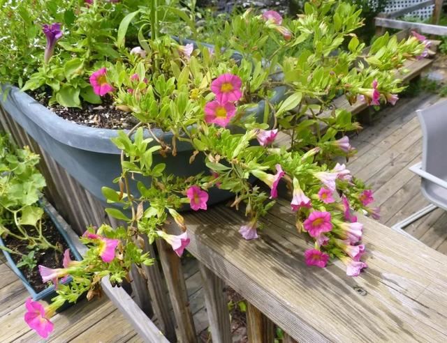 5种漂亮花，开花就是“花球”，开完赶快剪，很快再“猛爆发”