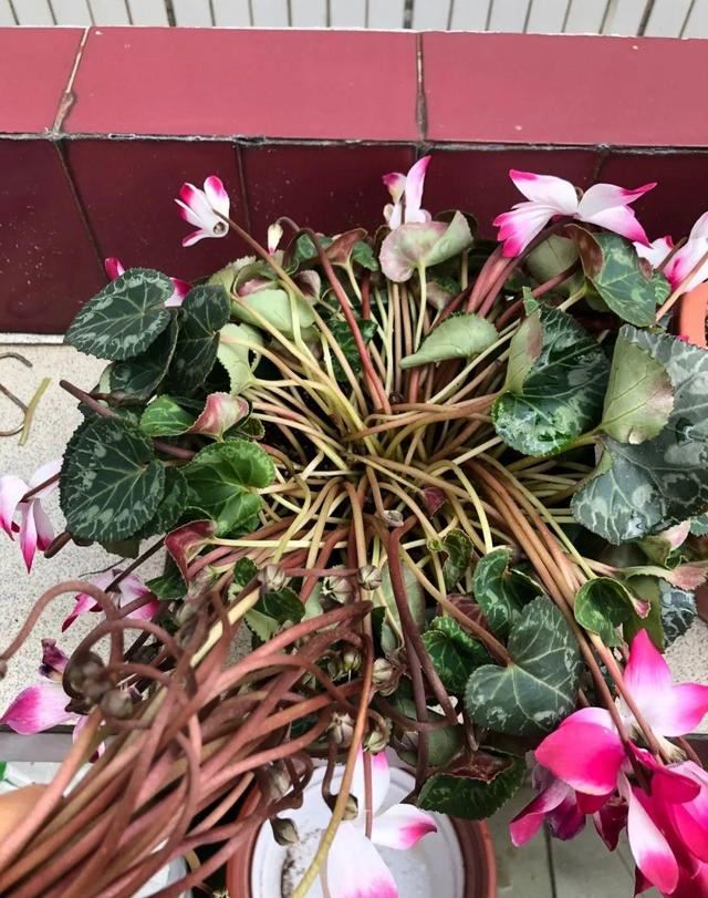叶子唰啦全剪了，竟然冒出满盆花苞，神奇