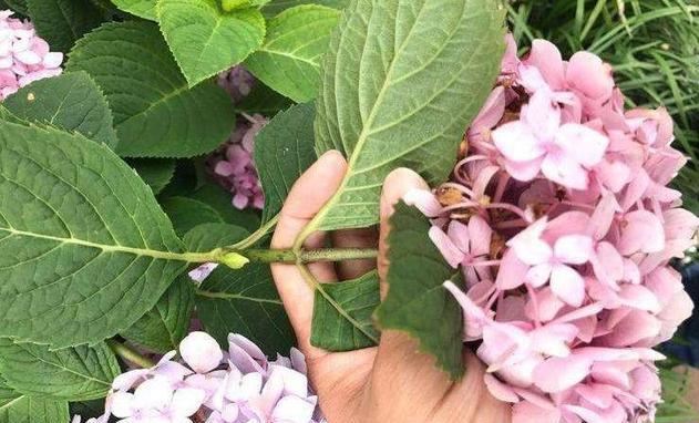 5种漂亮花，开花就是“花球”，开完赶快剪，很快再“猛爆发”