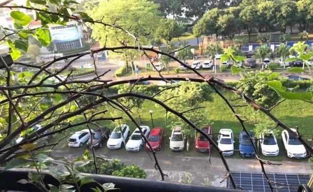 叶子唰啦全剪了，竟然冒出满盆花苞，神奇