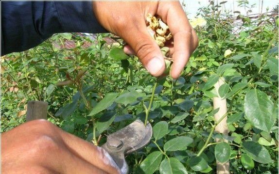5种漂亮花，开花就是“花球”，开完赶快剪，很快再“猛爆发”
