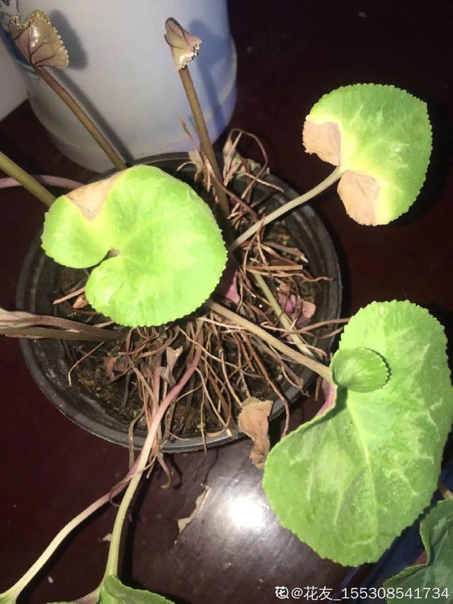 叶子唰啦全剪了，竟然冒出满盆花苞，神奇