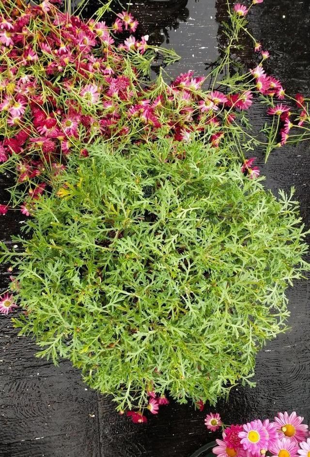 5种漂亮花，开花就是“花球”，开完赶快剪，很快再“猛爆发”