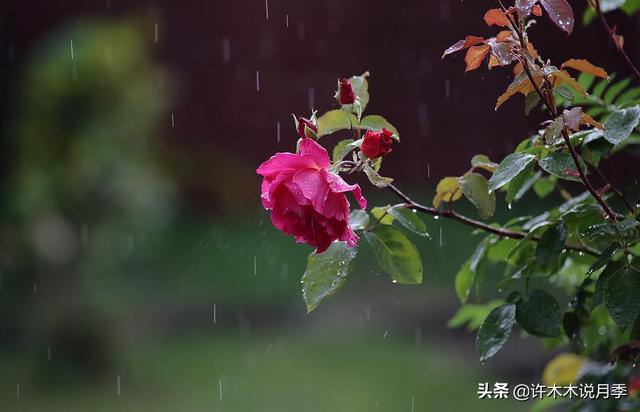 连日阴雨月季如何养护？施肥、喷药两不误，避免烂根有妙招