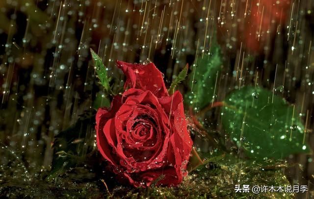 连日阴雨月季如何养护？施肥、喷药两不误，避免烂根有妙招