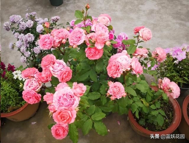 月季花每次只开一朵花？教你一招，一次开满盆
