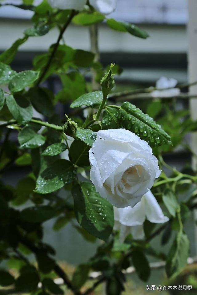 连日阴雨月季如何养护？施肥、喷药两不误，避免烂根有妙招