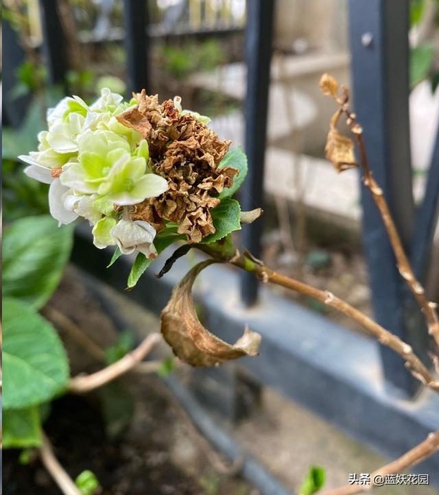 绣球花花苞还没开，就已经枯萎了？赶快停止这3个动作