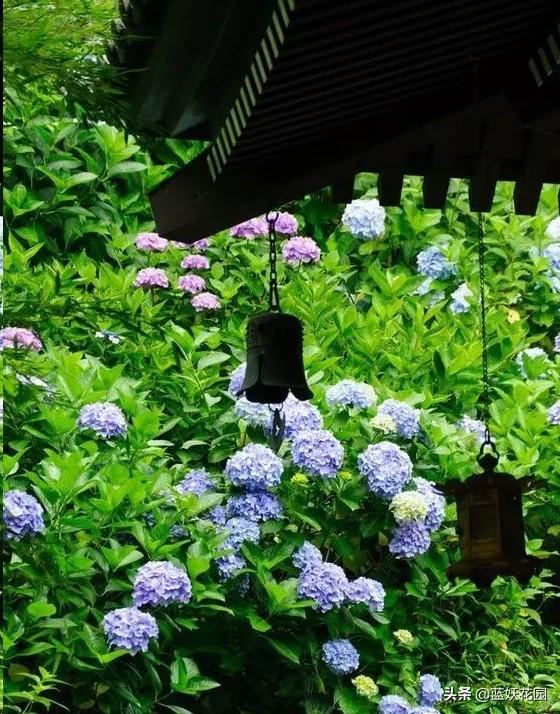 绣球花花苞还没开，就已经枯萎了？赶快停止这3个动作