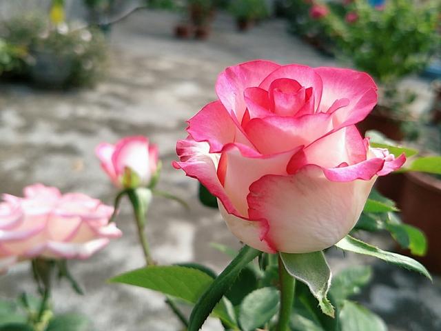多菌灵、吡虫啉、磷酸二氢钾不会用？几个技巧，都能养出好花朵