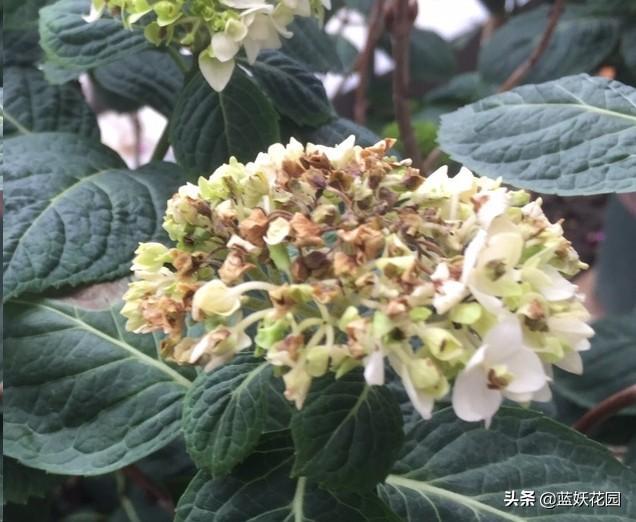绣球花花苞还没开，就已经枯萎了？赶快停止这3个动作