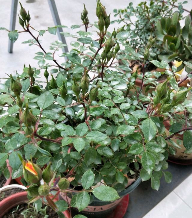 多头花苞的月季喷了磷酸二氢钾会提前掉花苞吗？2招保证开花200天