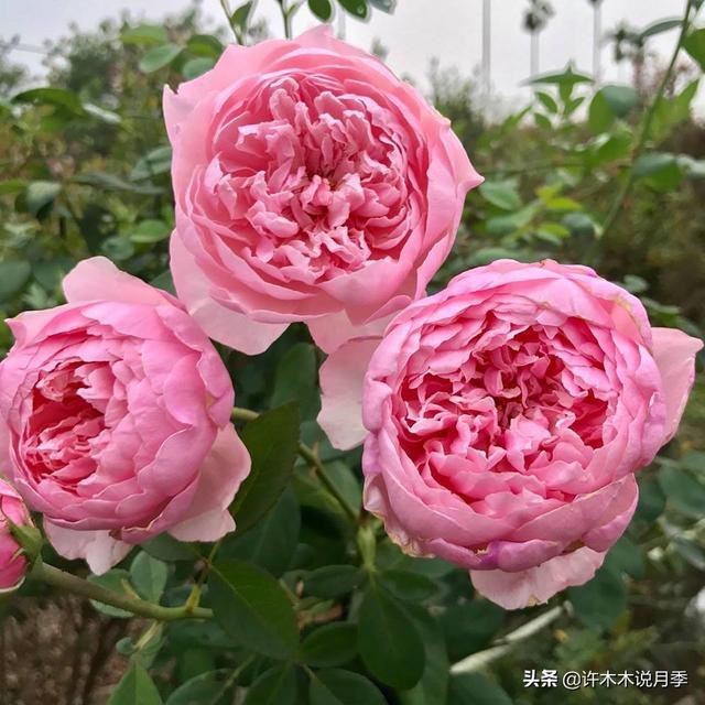 连日阴雨月季如何养护？施肥、喷药两不误，避免烂根有妙招