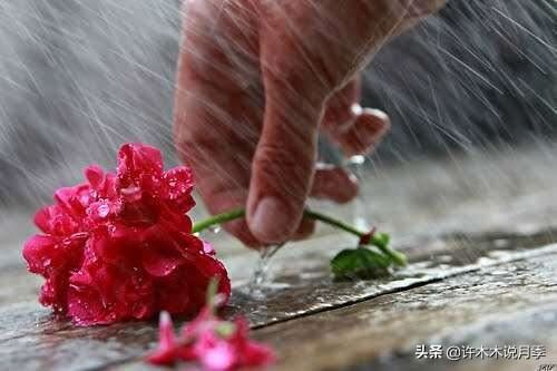 连日阴雨月季如何养护？施肥、喷药两不误，避免烂根有妙招