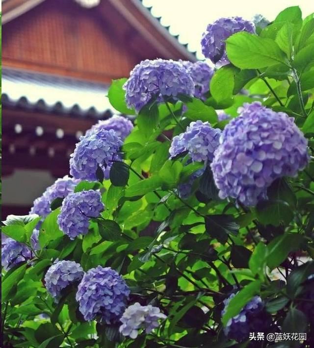 绣球花花苞还没开，就已经枯萎了？赶快停止这3个动作